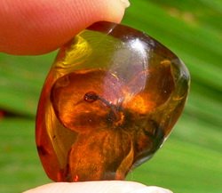 Как отличить янтарь от копала