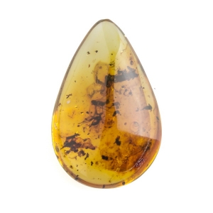 Насекомые в янтаре