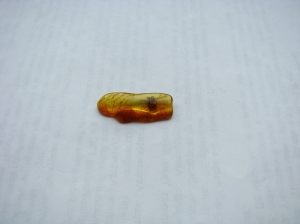 Инклюзы в янтаре
