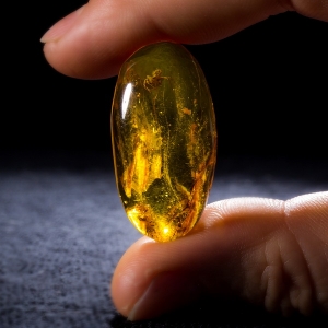 Янтарь с насекомыми