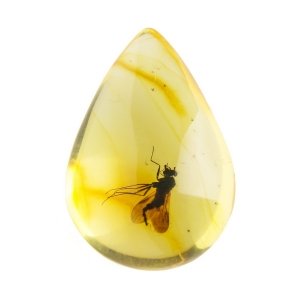 Оса в янтаре