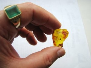 Янтарь с инклюзами
