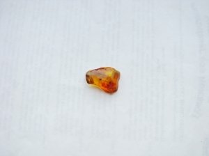 Инклюзы в янтаре