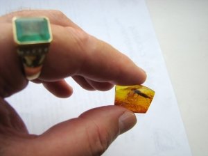 Янтарь с инклюзами