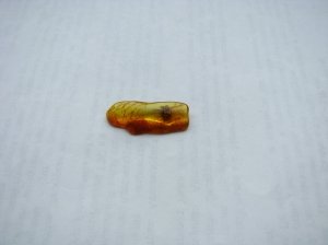 Инклюзы в янтаре