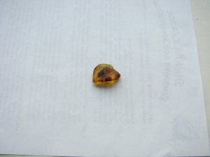 Инклюзы в янтаре