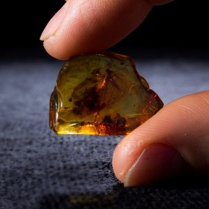 Янтарь с насекомыми