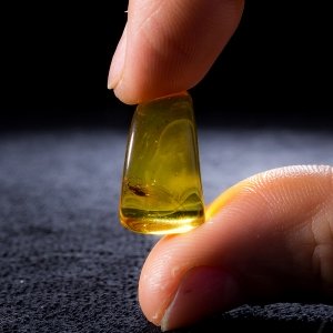 Янтарь с насекомыми