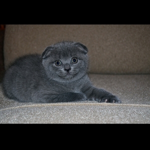 Фото котёнка