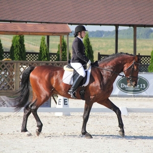 Фото лошади для изготовления картины